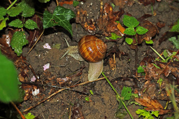 Gehäuseschnecke