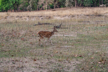 Chital or cheetal deer (Axis axis), also known as spotted deer or axis deer in the Bandhavgarh...