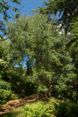 Summer Foliage of a Mexican White Pine Tree (Pinus ayacahuite) in a Woodland Garden in Rural Devon, England, UK