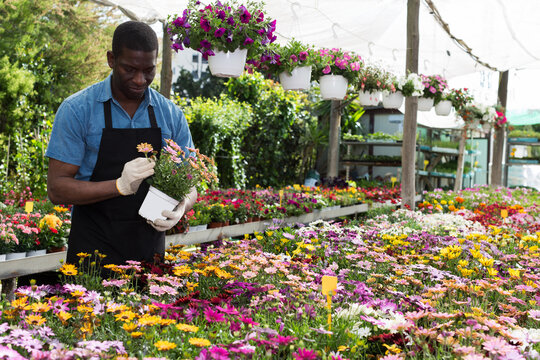 African American man florist working in sunny greenhouse full of flowers