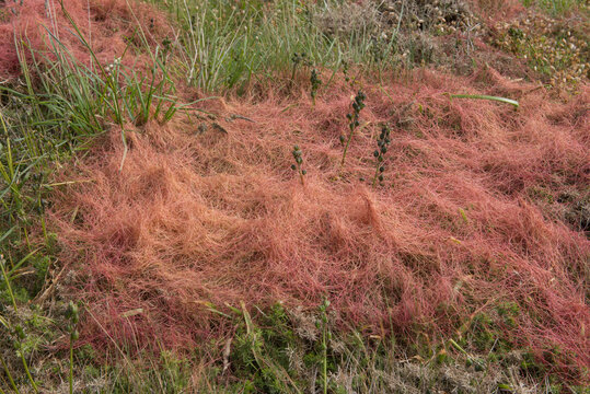 The Parasitic Plant of Red Dodder (Cuscuta epithymum) Growing over Wild Gorse (Ulex europaeus) on Wild Moorland by the Coast in Rural Cornwall, England, UK