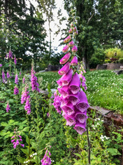 Foxgloves © Melastmohican