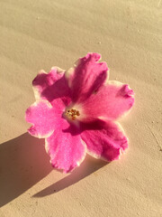pink flowers on wooden background