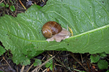 Gehäuseschnecke