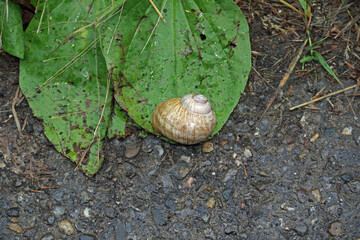 Gehäuseschnecke