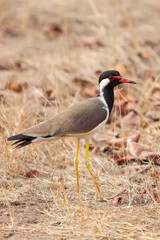 Red-wattled lapwing (Vanellus indices) or large plover or wader in the Bandhavgarh National Park in India