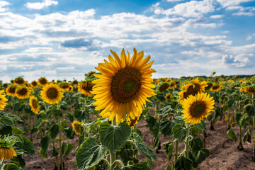 viele Sonnenblumen auf einem Feld