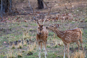 Chital or cheetal deers (Axis axis), also known as spotted deer or axis deer in the Bandhavgarh...
