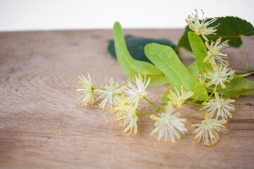 Flowers of linden, fragrant medicine herbal and healthcare tea ingredient