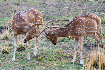 Chital or cheetal deers (Axis axis), also known as spotted deer or axis deer in the Bandhavgarh...