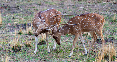 Chital or cheetal deers (Axis axis), also known as spotted deer or axis deer in the Bandhavgarh...