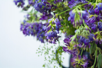 Vicia cracca or tufted vetch, bird or blue vetch and boreal vetch