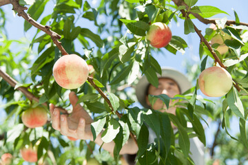 桃の収穫