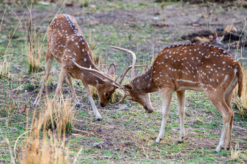 Chital or cheetal deers (Axis axis), also known as spotted deer or axis deer in the Bandhavgarh...