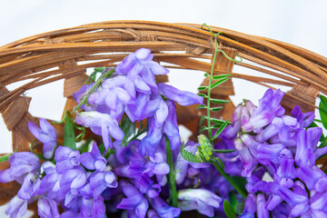 Vicia cracca or tufted vetch, bird or blue vetch and boreal vetch