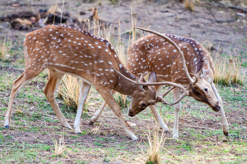 Chital or cheetal deers (Axis axis), also known as spotted deer or axis deer in the Bandhavgarh...