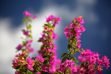 purple flowers in the garden against blue sky