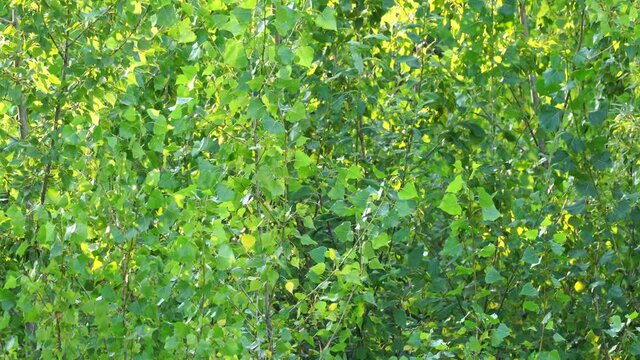 fresh green permeated by sunshine in summer and spring