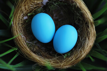 Bird's nest with eggs. Willow branches and first greens. Easter background. Palm Sunday. Christian holiday. Spring background.