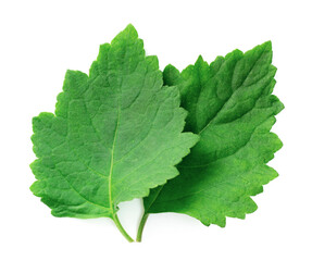 fresh Patchouli (Pogostemon cablin) leaves isolated on the white background