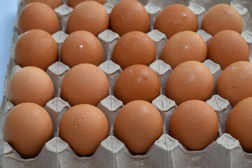 The eggs are in cardboard support.
