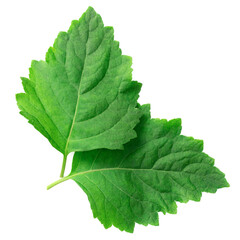 Fototapeta premium fresh Patchouli (Pogostemon cablin) leaves isolated on the white background, top view