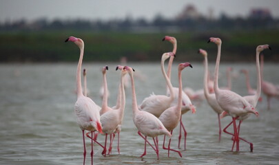 flamingos in the water