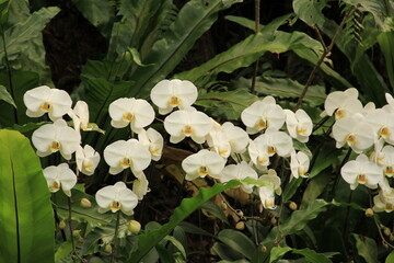 沖縄の白いランの花