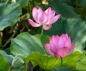 岡山県 備中高松城跡　蓮の花