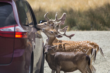 Feeding wildlife from a vehicle