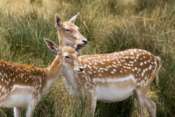 Two dappled deer female  in the meadow