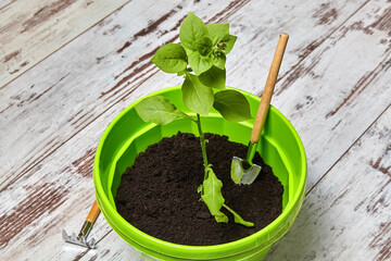 Sprout of a Petunia flower in green pot