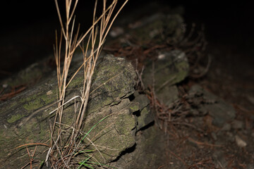 Part of an old stone with dry grass, soft focus