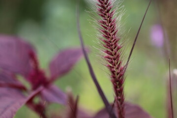 風に揺れるペニセタムの穂
The name of this flower is the ear of Penisetam.