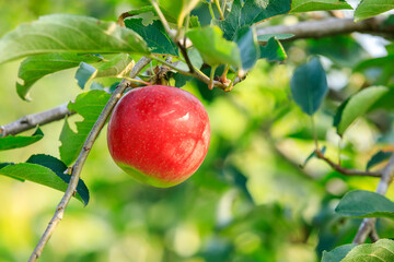 Red apples on the tree.fresh fruits in apple plantation.