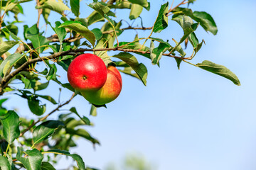Ripe apples on the tree.fresh fruits in apple plantation.