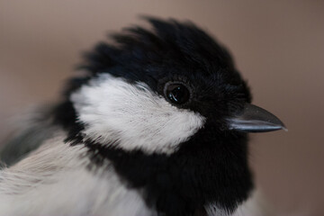 Obraz premium シジュウカラ アップ