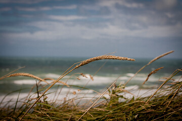 Straws on the beach