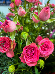 bouquet of pink roses and white flowers