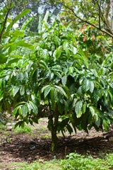 Fototapeta na wymiar arabica coffee tree growing in natural wild forest, nobody