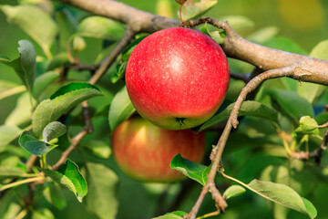 Red apples on the tree.fresh fruits in apple plantation.