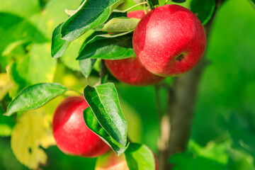 Red apples on the tree.fresh fruits in apple plantation.