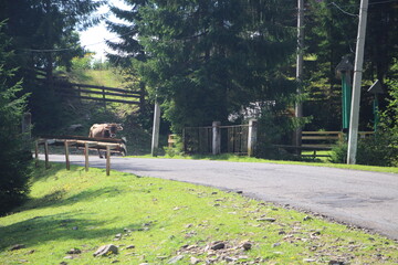 horse in the forest