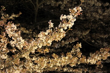 夜に咲く桜