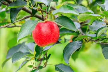 Red apples on the tree.fresh fruits in apple plantation.
