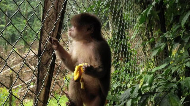A capuchin monkey, cebus albifrons, white a grey fur eating a banana inside a cage while clamping to the fencing

