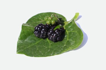 Basella Alba Fruit or Spinach Malabar Fruit on Leaf With Selective Focus Isolated on White Background