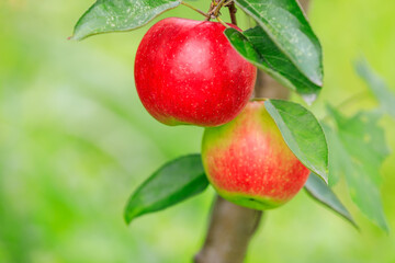 Red apples on the tree.fresh fruits in apple plantation.