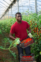 African american farmer with box of ripe red cherry tomatoes in greenhouse