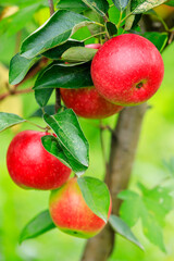 Red apples on the tree.fresh fruits in apple plantation.